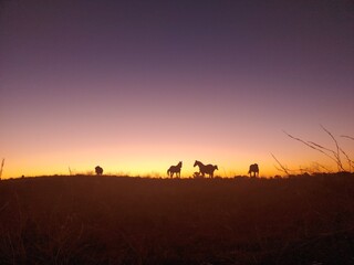 silhouette of a horse in a sunset 