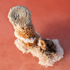 Wooden poles are damaged by the salt water of the pink lake.