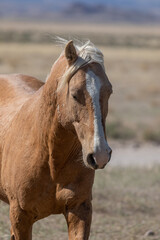 Beautiful Wild Horse in the Utah Desert