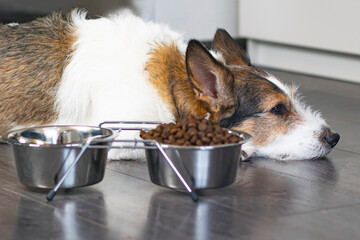 Sad, unhappy dog lies in front of a bowl of dry food. Concept of refusal to eat food for pets,...