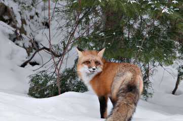 Red Fox stock photos. Fox Image. Picture. Portrait. Close-up profile view in the winter season in...