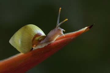 A Polynesian tree snails (Partula sp) is looking for food on the trunk of a wild plant.
