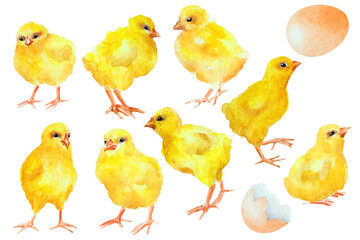 Set of chickens and egg on white background. Watercolor illustration.