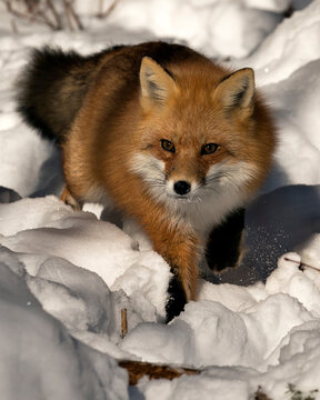 Red Fox Stock Photos. Close-up, foraging in the winter season in its environment and habitat with blur snow background displaying bushy fox tail, fur. Image. Picture. Portrait.