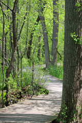 Spring views of the River while walking the Boardwalk