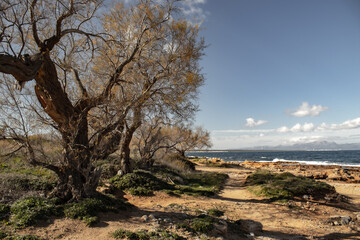 sendero tranquilo y conmovedor en la costa de mallorca