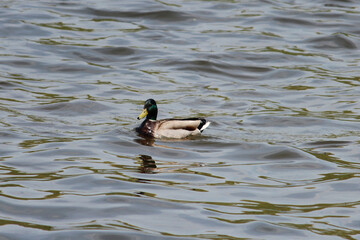 Drake Mallard Duck on the River