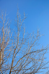 Branching tree without leaves against clear blue sky in autumn - winter season. Copy space. Selective focus.