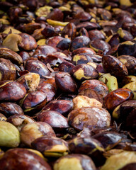 Jengkol, a healthy vegetable that can be used as an ingredient in traditional and modern dishes.