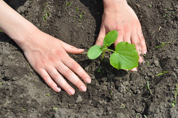 Growing cucumbers: A gardener is transplanting a cucumber seedling into soil in the vegetable...