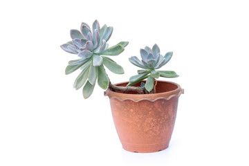 Echeveria Cactus or Succulent plant in brown plastic pot isolated on white background.