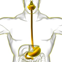 Stomach Anatomy Human Digestive System For Medical Concept 3D Rendering