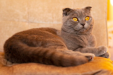 Grey cat lies in a comfortable beige chair