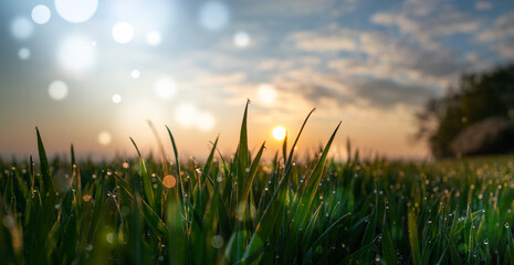 Meadow grass in the field in the early morning