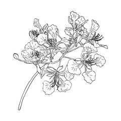 isolated black sketch of Barbados Pride or Dwarf poinciana, Flower french, Paradise Flower, peacock's crest, Pride of Barbados on white background, vector illustration - 417155078
