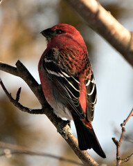 Pine Grosbeak Stock Photo. Close-up profile view, perched  with a blur background in its environment and habitat displaying red feather plumage. Image. Picture. Portrait.