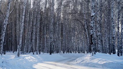 Fototapeta premium snow covered trees