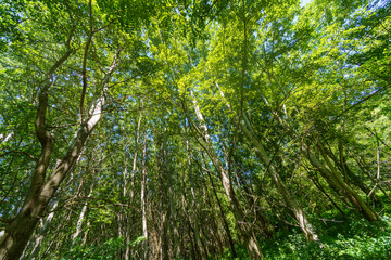 Obraz premium Sentiero della Valtellina, Italy, cycleway in the forest
