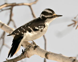 Woodpecker Stock Photos. Close-up profile view perched on a branch displaying feather plumage in its environment and habitat in the forest with a blur background. Image. Picture. Portrait.