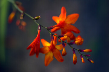 bunch with orange flowers - close up, nature background