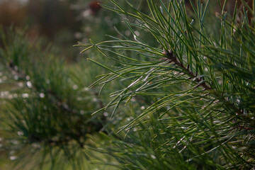 Pine branch in the sun. Green long needles on a pine branch close-up. Pine branch on a summer day, side view.