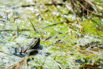 Green frog in the swamps ready to jump