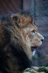 Obraz premium Male African lion at Colchester Zoo