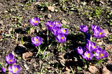 A field of lilac crocuses in the Moscow Botanical Garden