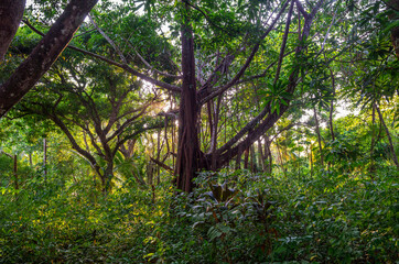 Old green tree, with big roots and krone in the jungle. Matapalo, Costa Rica, Central America.