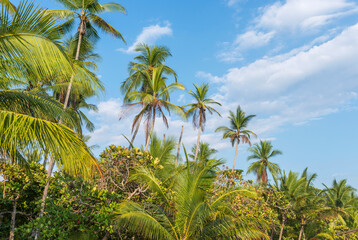 Tropical beach with palms in the blue sky, ocean. Costa Rica, Central America.