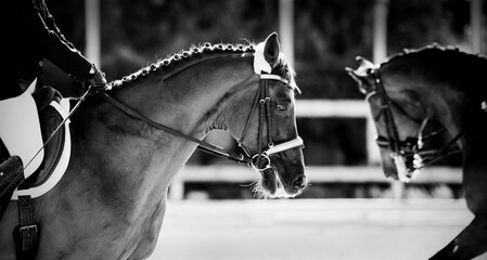 Equestrian sport. Dressage of horses in the arena.