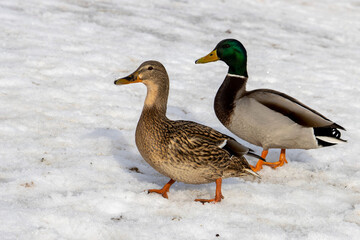 Couple of  Ducks on the snow.  Male and female. Winter river beach