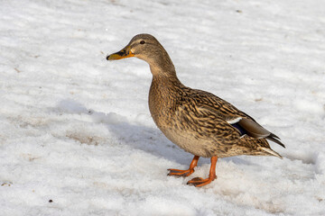 Duck on the snow . Winter season