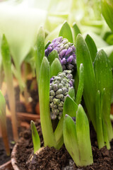 Fototapeta na wymiar Purple hyacinth flower buds ready to bloom growing in flowerpot