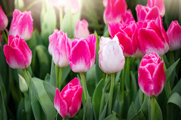 Fototapeta premium Pink blooming tulip flowers floral spring background