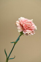 close-up photo of Dianthus caryophyllus, commonly known as the carnation or clove pink