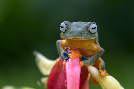 Green flying tree frog sitting on a flower, Indonesia