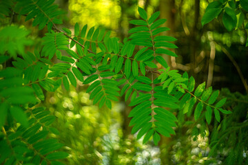 A branch of mountain ash with green leaves in the forest