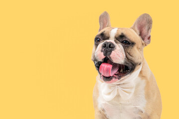 Cute french bulldog dog wearing white bowtie,sticking out tongue and yawning