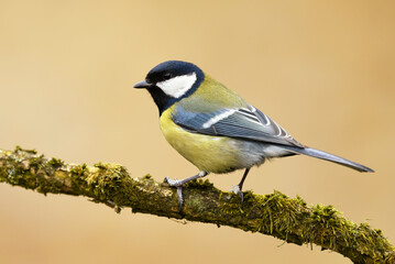 Great tit close up ( Paerus major )