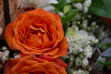 close-up of an orange rose on the left, with a gypsophila paniculata on a blurred background
