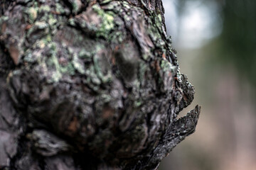 tree trunk with moss, nacka, sweden, sverige, stockholm