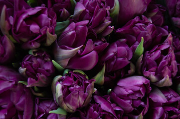Naklejka premium background of dark purple tulips with green leaves