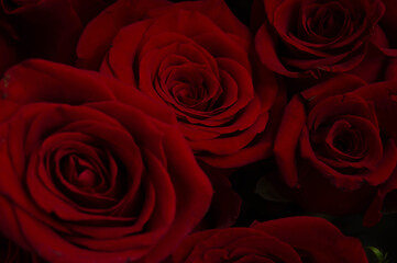 Close-up of dark rose buds on a black background side view