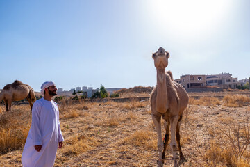 Man and his camel enjoying their time in the village