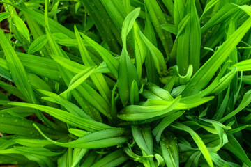 Background of green leaves of tulips