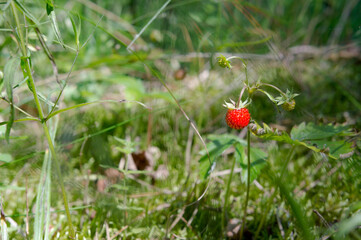 Naklejka na ściany i meble One berry on a bush. Wild strawberries in the grass.