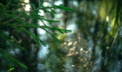 Green spruce branch, artistically blurred background with round bokeh