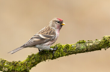 Redpoll bird close up ( Acanthis, flammea )