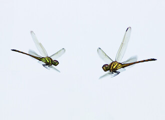 dragonfly on white background